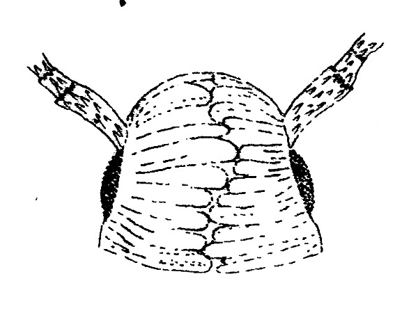 Kop van een Phyllocnistis-soort (Gracillariidae) van boven.